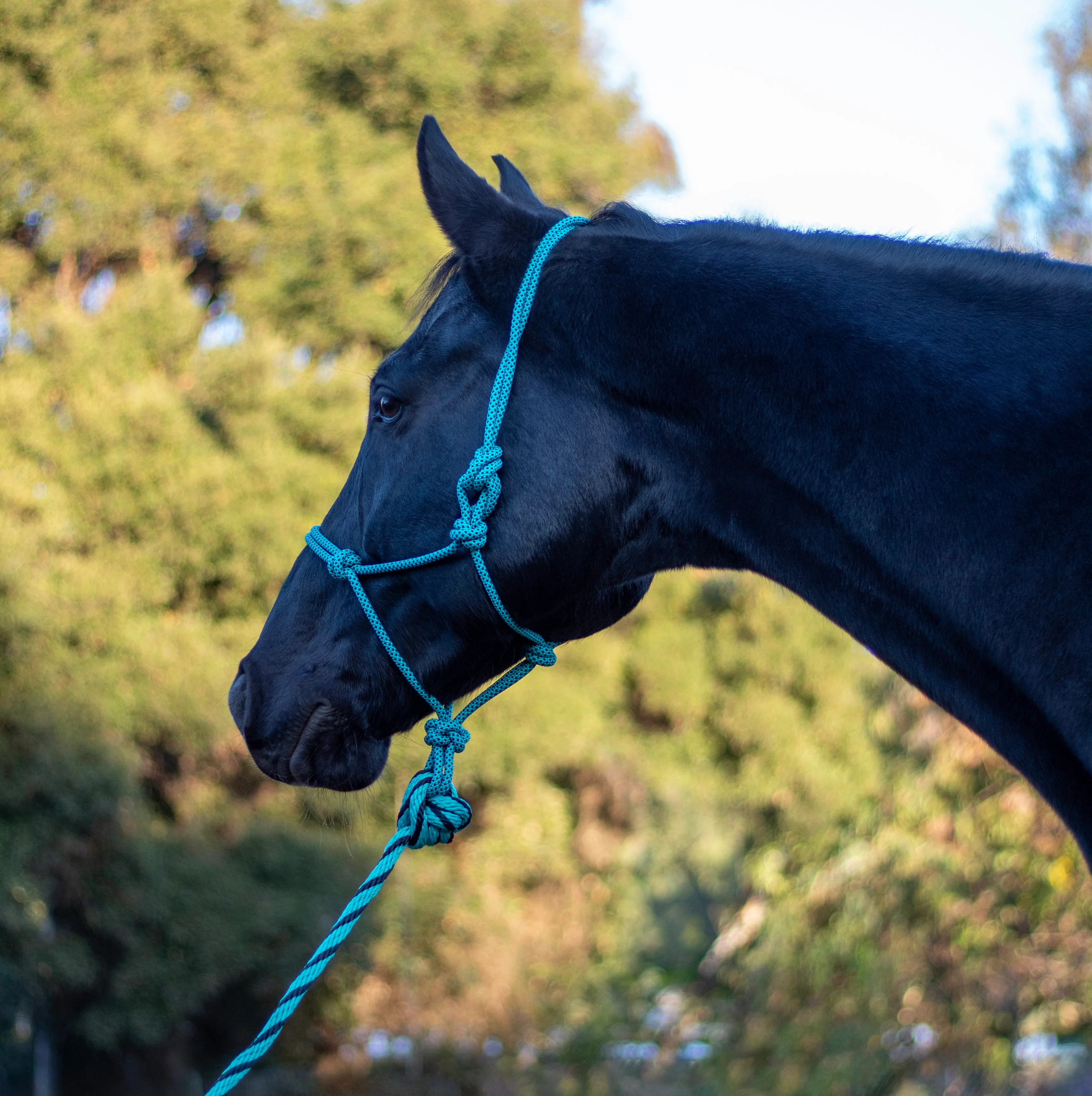 ARMA Rope Halter & Lead Set - Image 3
