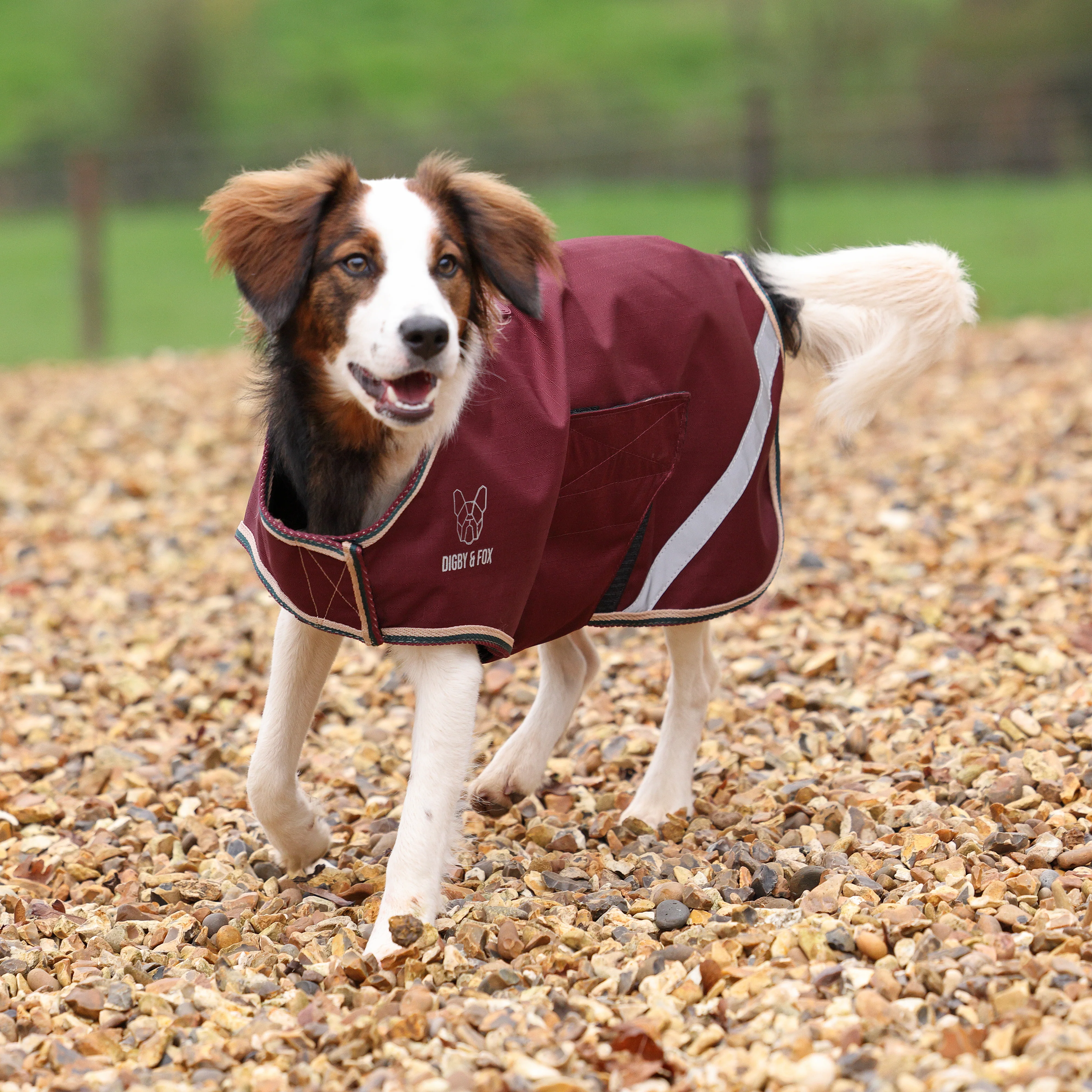 Digby & Fox Lite Waterproof Dog Coat - Image 3