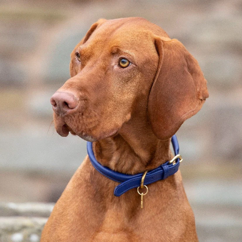 Digby & Fox Rolled Leather Dog Collar - Image 7