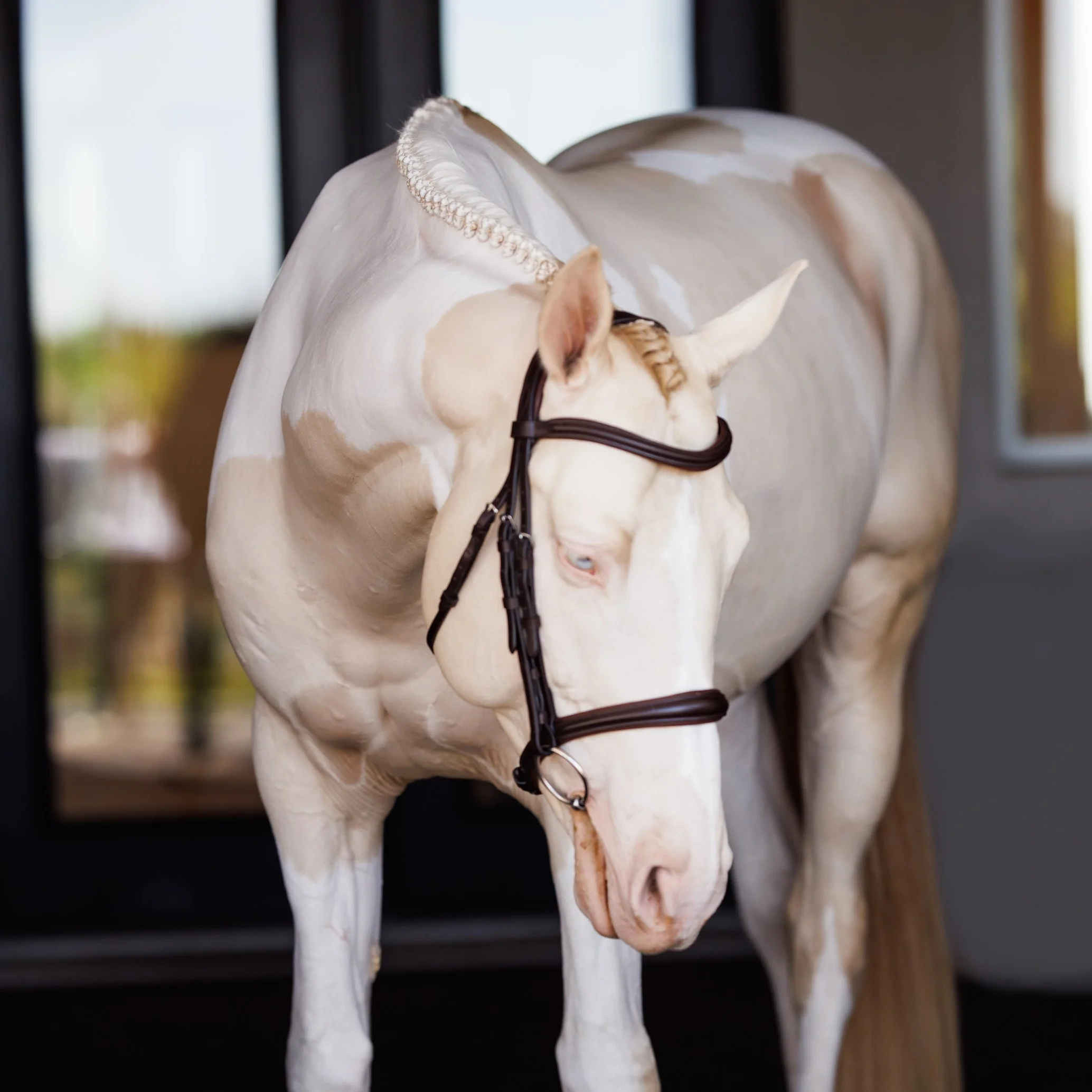Lusso Raised Padded Bridle - Image 2
