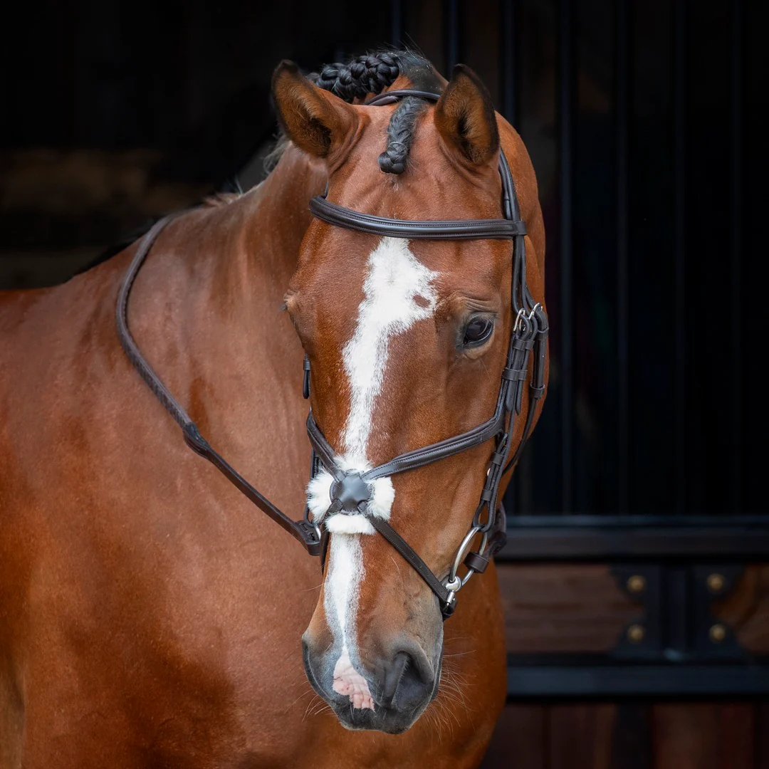 Velociti RAPIDA Grackle Bridle - Image 3